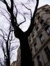 Arbre noir Lyon.JPG - 